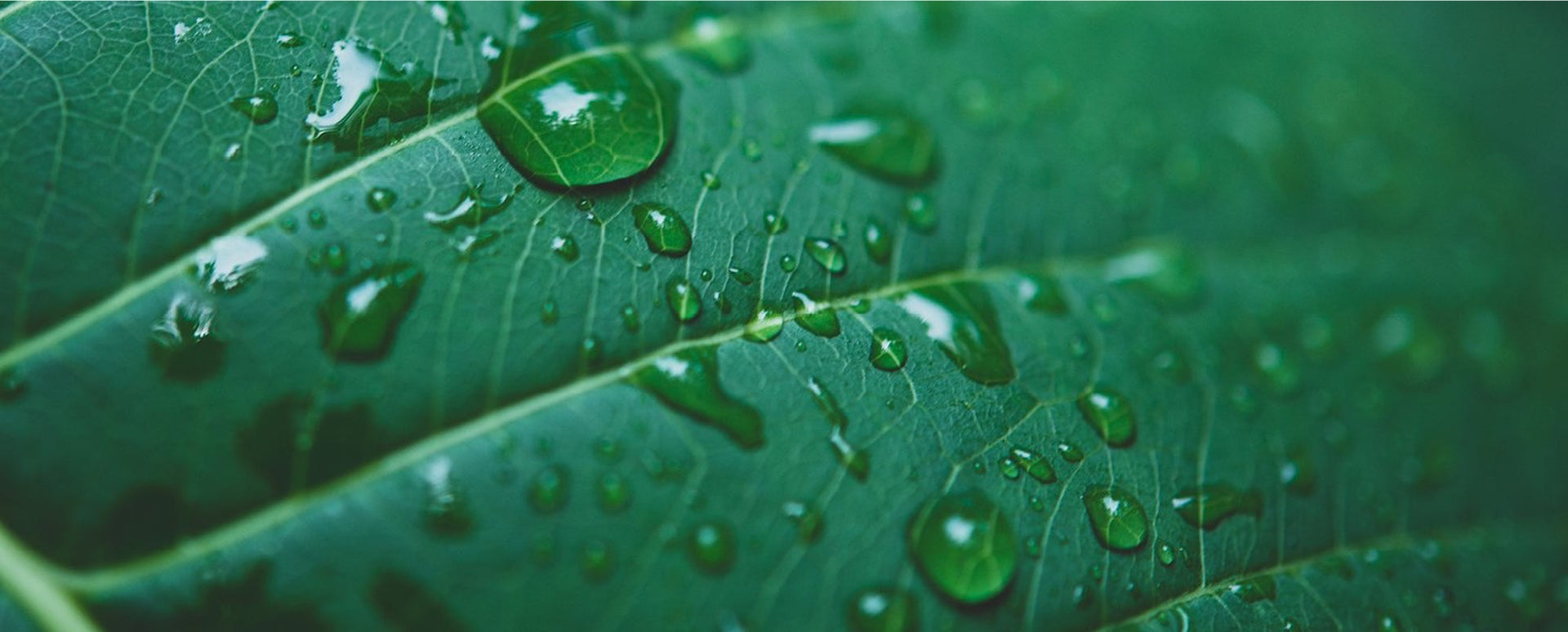 BCORP: Certification Proves That Natura Generates Positive Impact