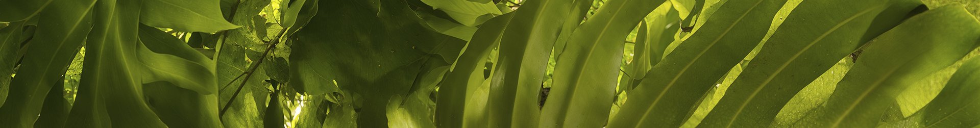 Natura Clearance